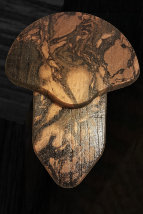 hunting,turkey,turkey hunting,mount,turkey mount